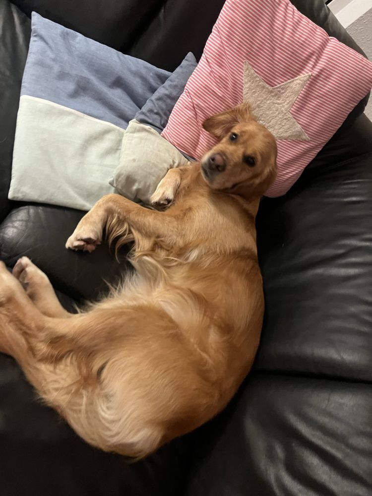 Hündin liegt faul auf Kissen rum