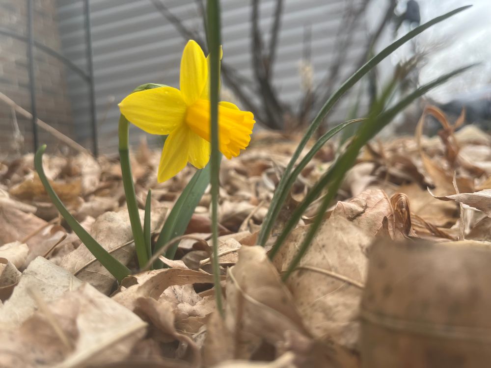 A new daffodil flower is growing in my front yard. 