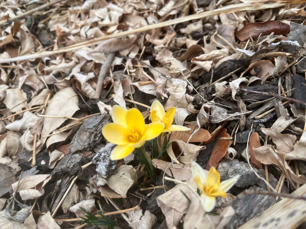 Yellow crocus