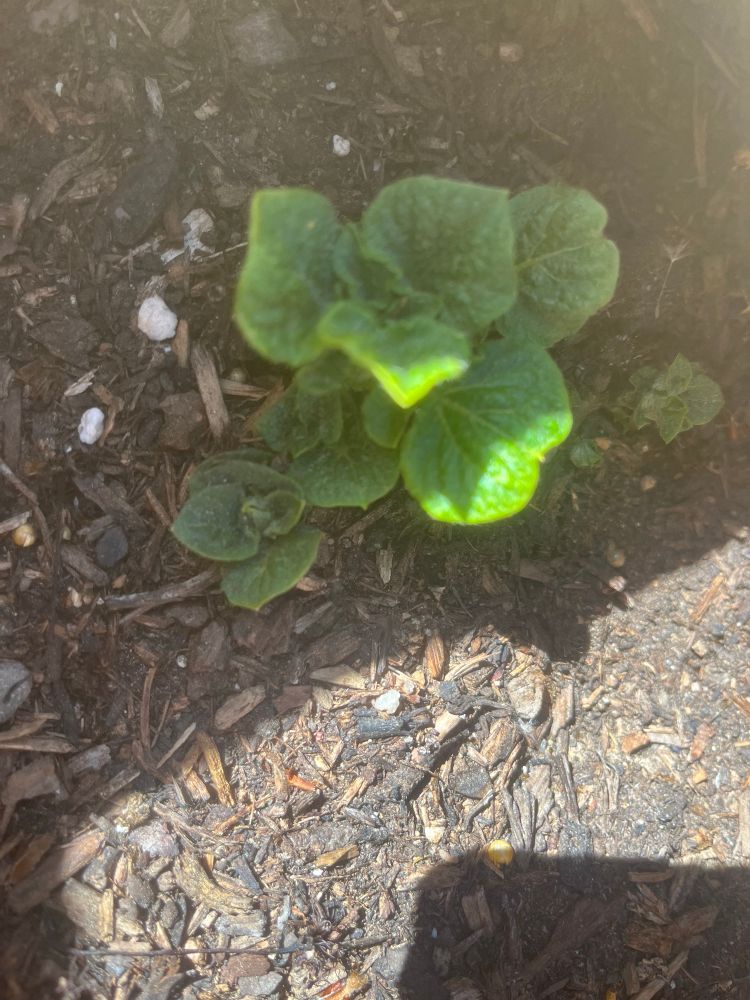 A cute potato plant. 