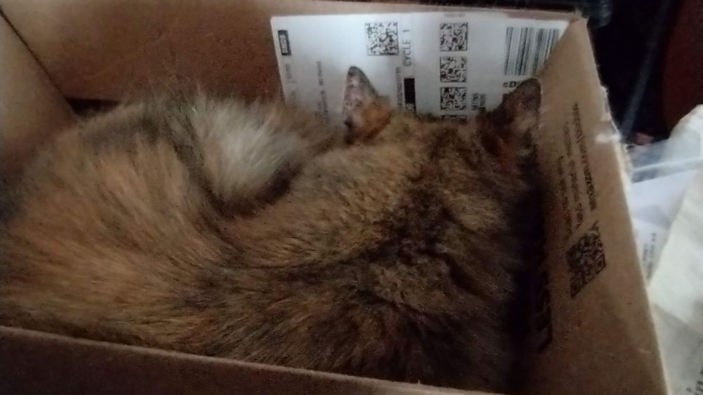 Cat sleeping in small cardboard box.