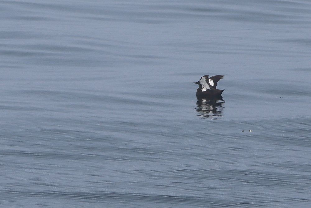 A black guillemot flapping his wings, showing white under the wings.