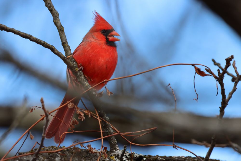 A male Northern Cardinal perched on a branch.