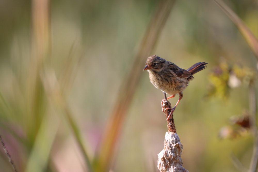 A swamp sparrow perched on the tip of a cattail. 