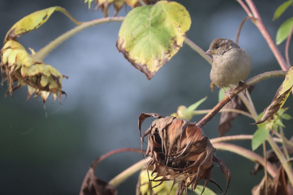 A female House Sparrow perched on the stem of a dried out sunflower.