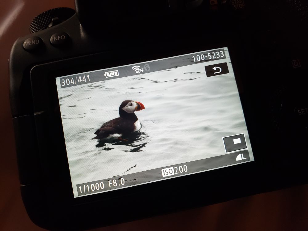 A camera shot with a puffin floating on the ocean on the screen monitor.