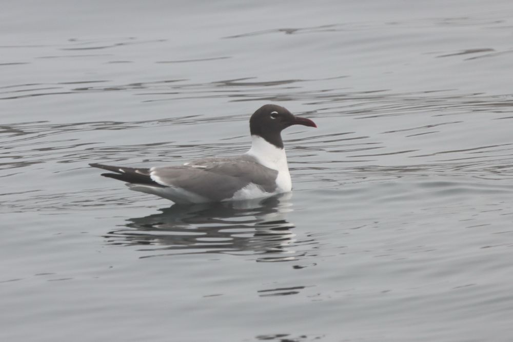 A laughing gull, with his brown head and gray body in the water.