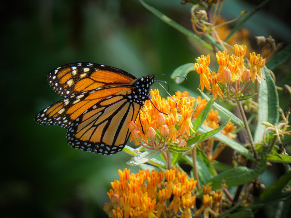 A monarch butterfly resting on orange flowers.