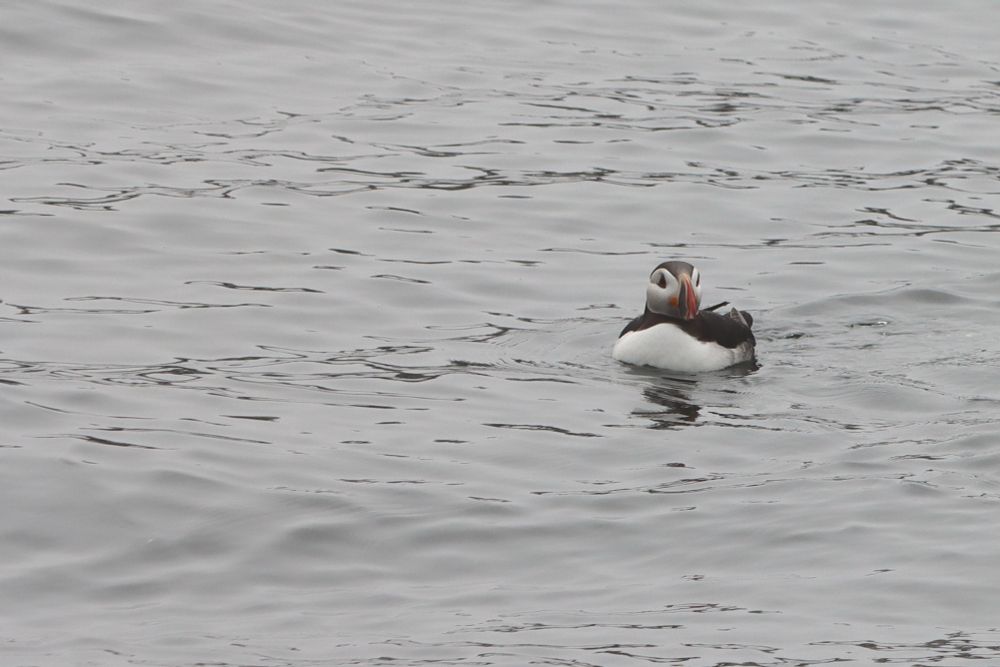 An Atlantic Puffin, with its orange bill and black and white head and body floats along the ocean. 