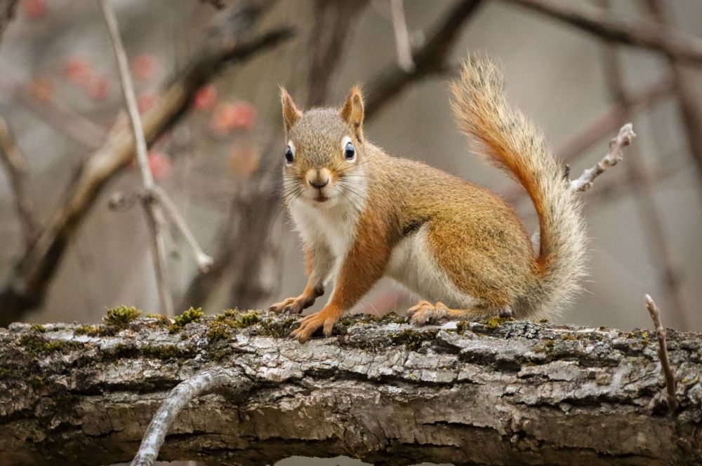 An American Red Squirrel on a branch.
