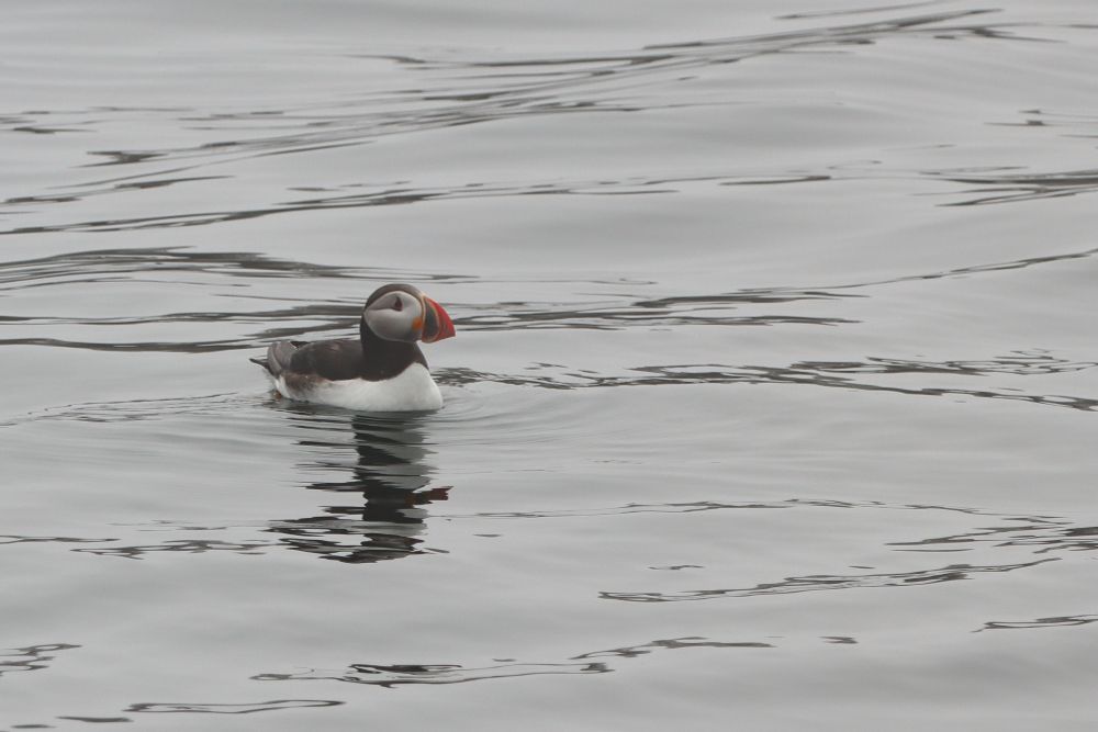 A puffin, with it orange bill and white face and chest floats along the ocean. 