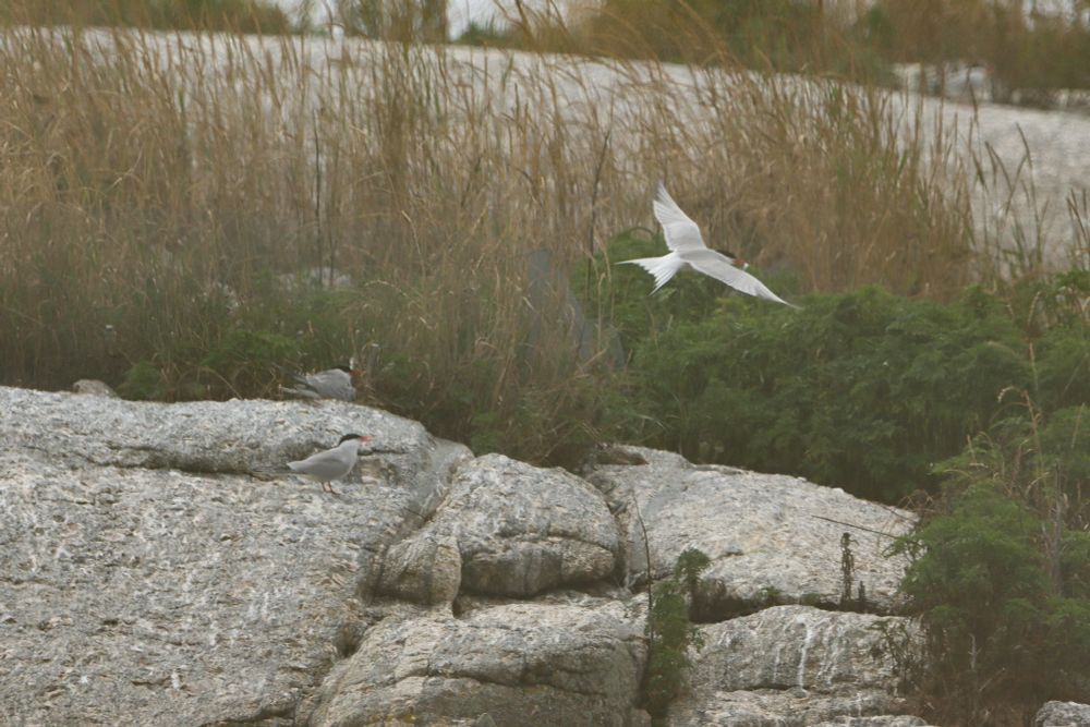 Arctic Terns in flight and resting on boulders