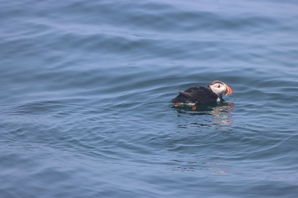 An Atlantic Puffin floating in the ocean.