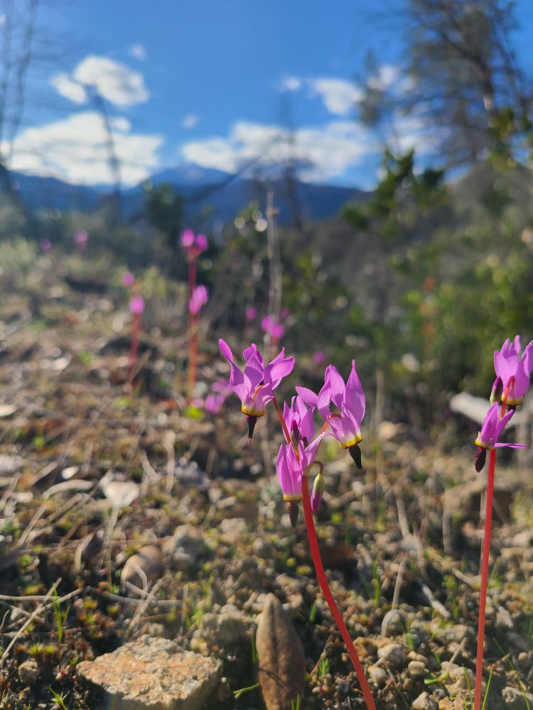 Bright magenta flowers of Hendersons Shooting Star on slender red stems against a backdrop of blue sky white clouds and a snowy mountain