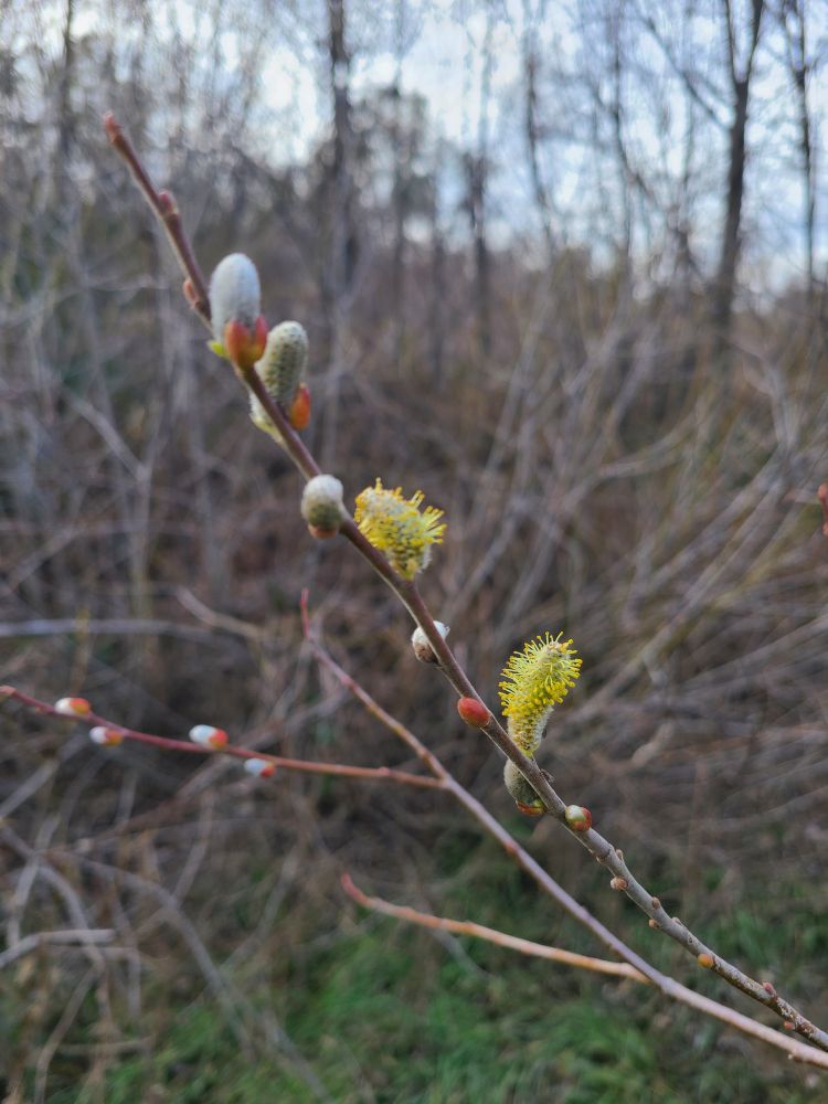 Salix buds popping out on a graceful naked willow branch with spring all over in two looks: soft sulky will kill you later and fuzzy green, pollen-claws out will kill you now.