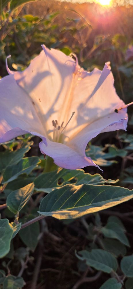 Backlit giant white trumpet of a wild native datura flower glows with sunset and faint purple tinge against it's slightly fuzzy leaf Datura - Wikipedia https://en.wikipedia.org/wiki/Datura 