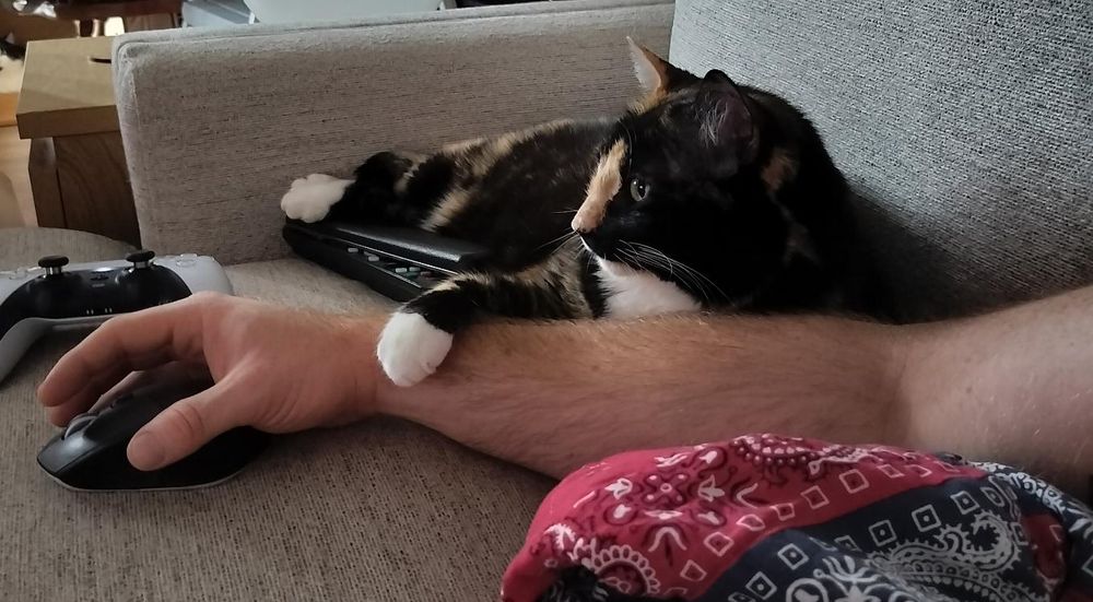 A tortoiseshell-colored calico cat lying down next to a human arm and resting a paw over the wrist
