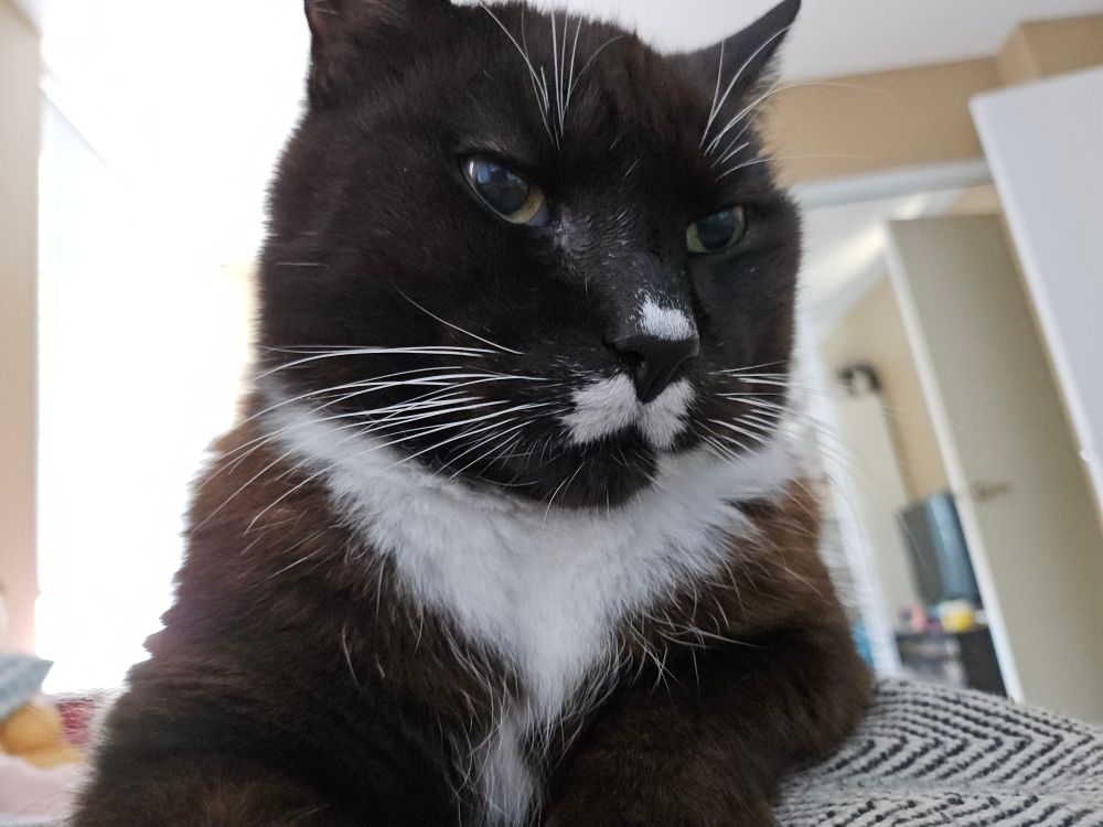 a black and white tuxedo cat with white markings around his nose lays on my chest in loaf form while staring at my face. he is looking slightly to the right at the moment because the camera is pointed at him.