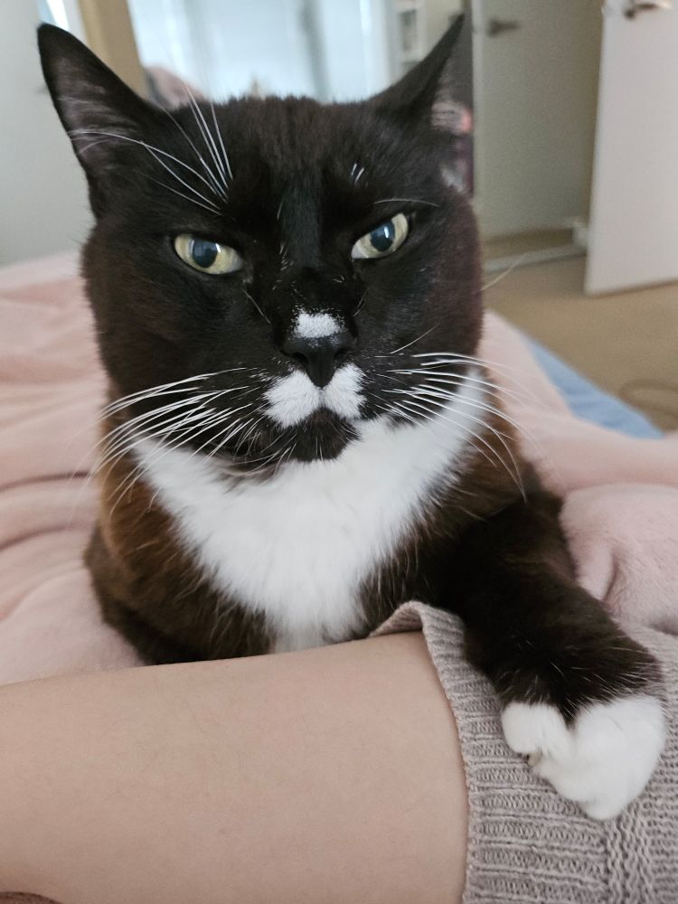 a black and white tuxedo cat holds his paw on my arm, looking at me with a serious expression