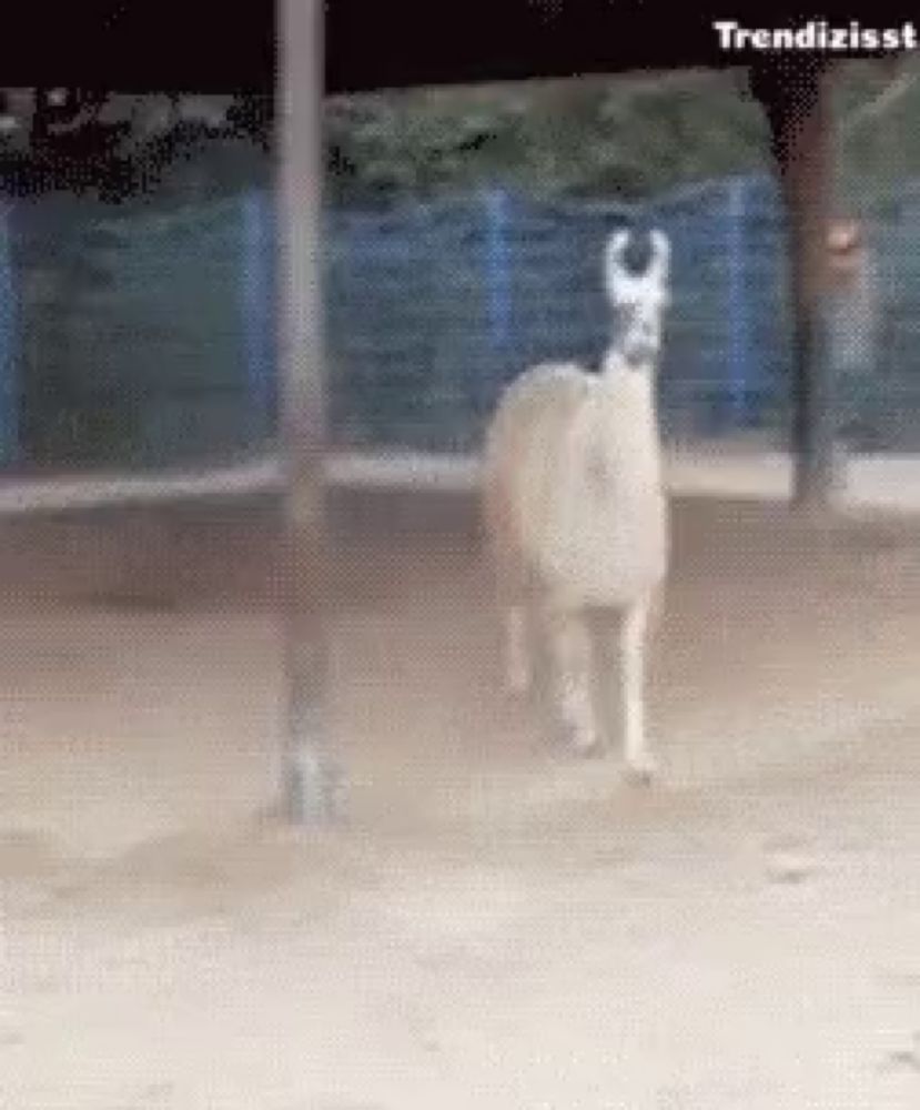 a llama is standing in the dirt with the words trendizisst above it