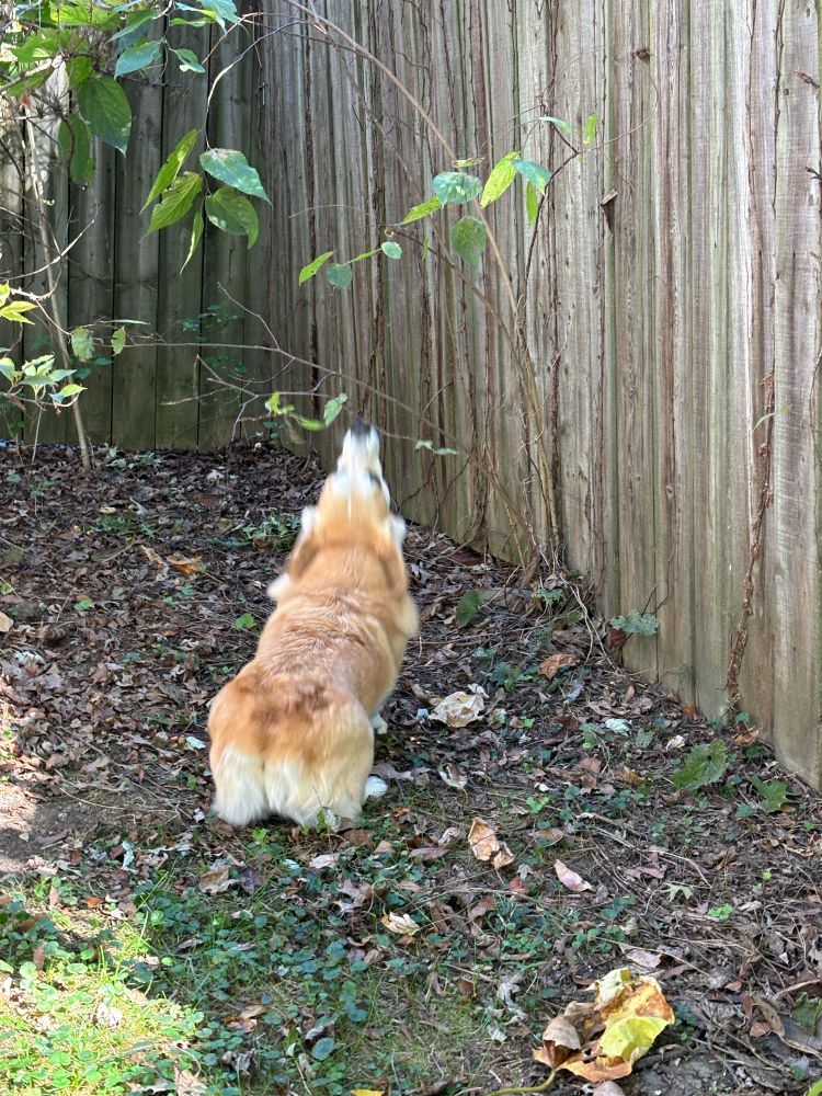 Tan and white corgi dog stretching his neck to eat a tree leaf 