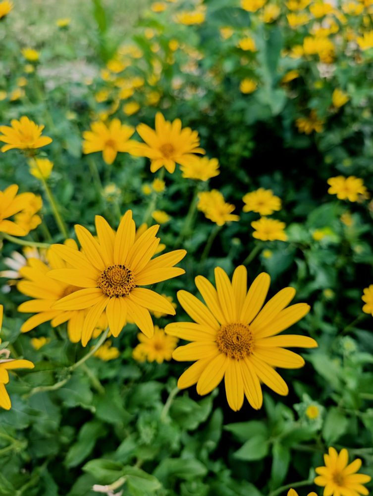 Yellow Flowers 