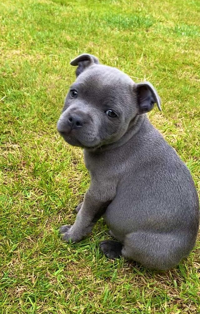 A grey Staffordshire Bull Terrier puppy, sitting down on a lawn and looking at the camera