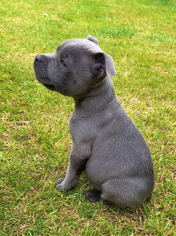 A grey Staffordshire Bull Terrier puppy, sitting down on a lawn in profile