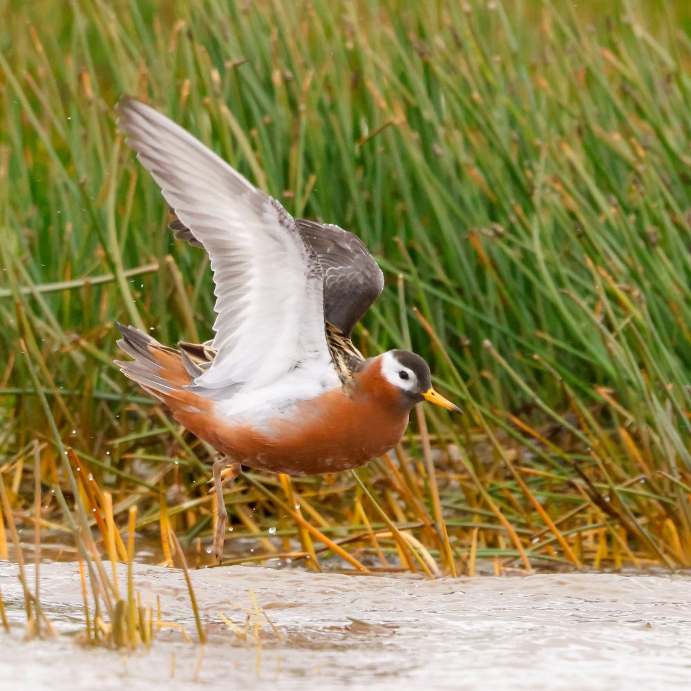 Grey (Red) Phalarope in Shetland