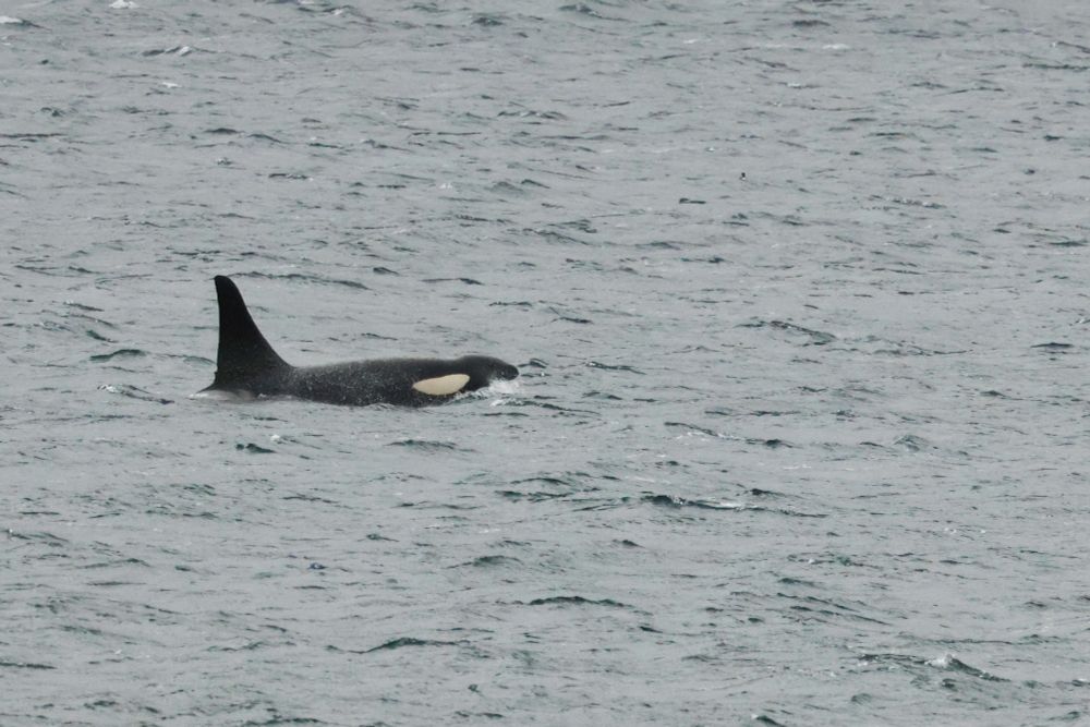 Male Killer Whale in Shetland