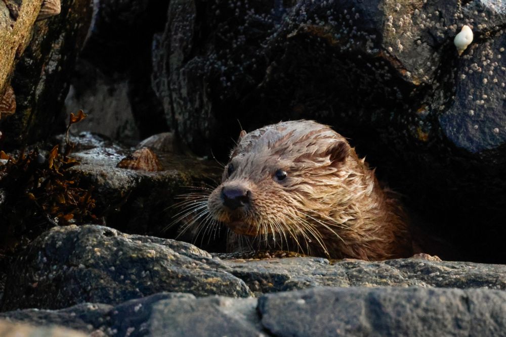 A young otter peeking out from a hole in the rocks, Shetland.