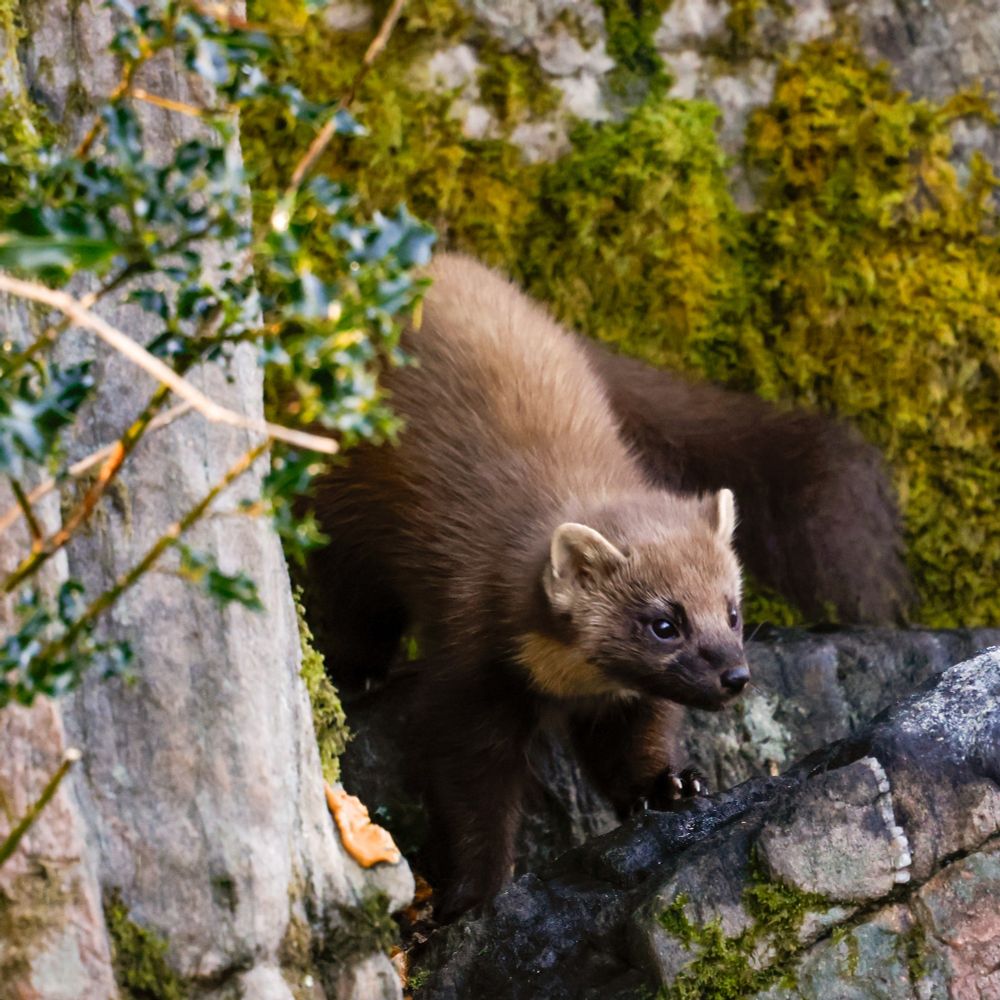 Pine Marten