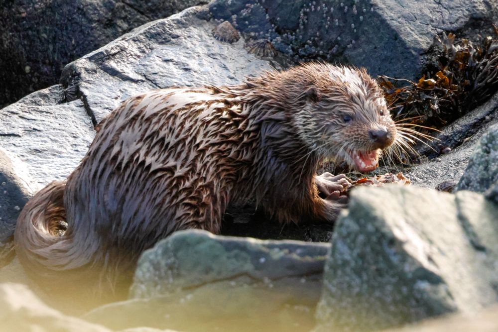 A young otter on rocks in Shetland