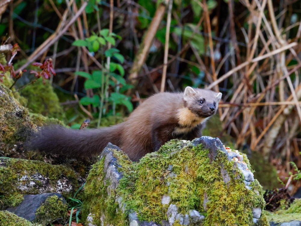 A Pine Marten on a moss covered rock in Ardnamurchan.