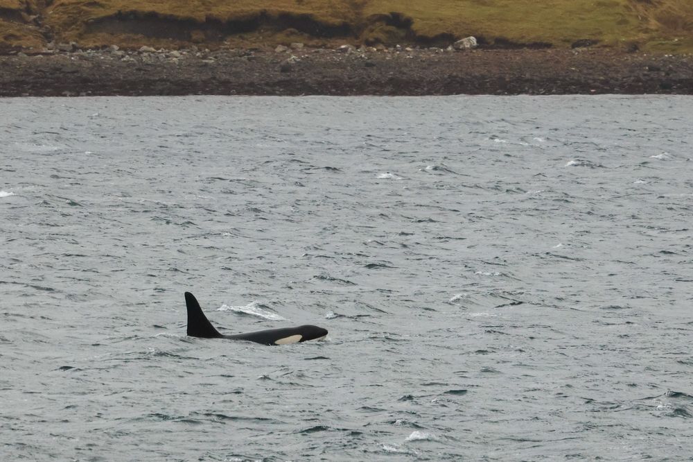 Male Killer Whale in Shetland