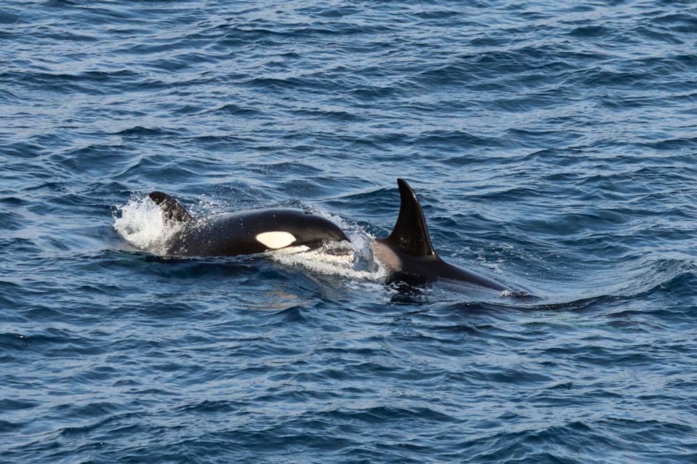 Killer Whale off Shetlands East Coast 