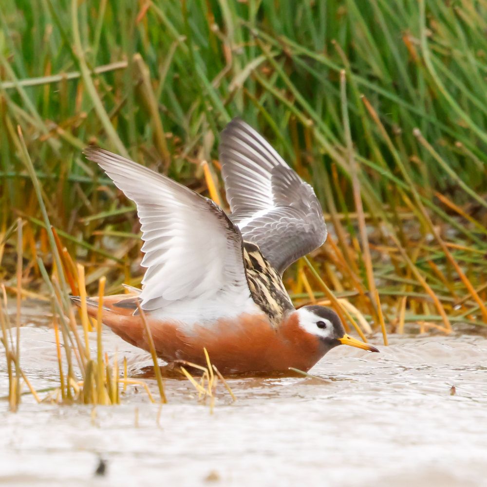 Grey (Red) Phalarope in Shetland