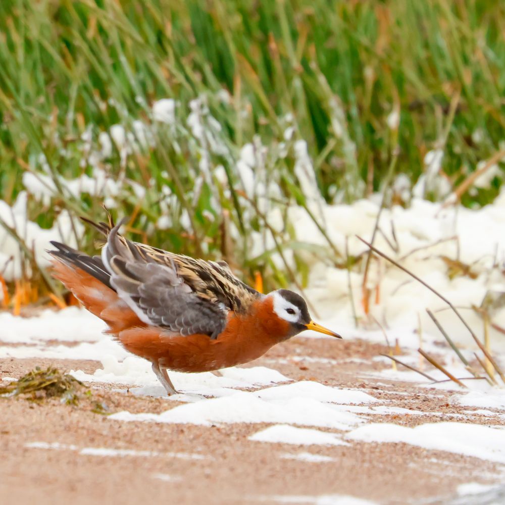 Grey (Red) Phalarope in Shetland