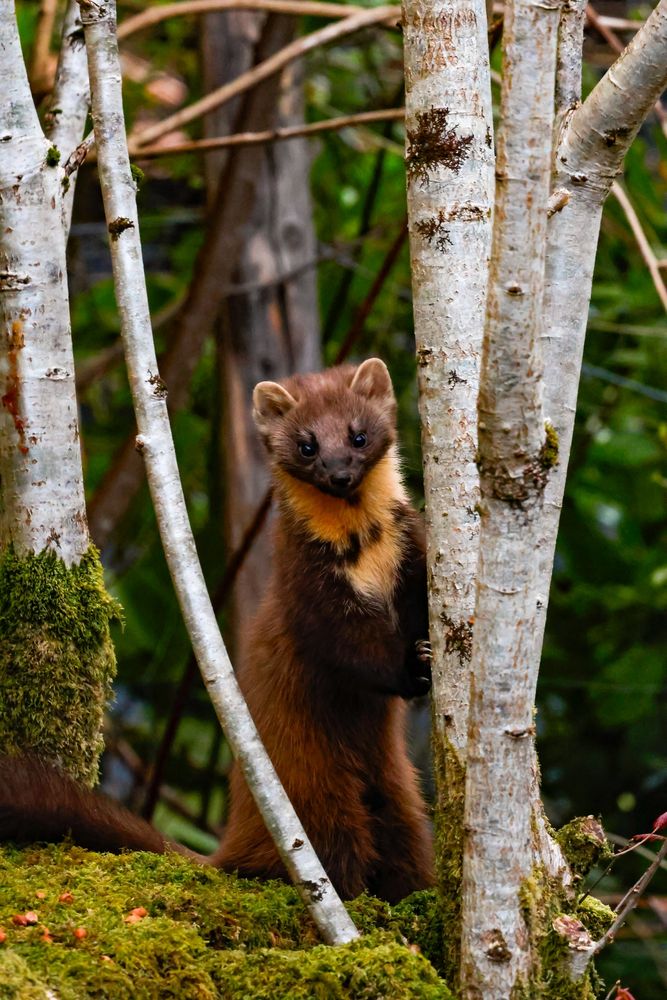 Pine Marten