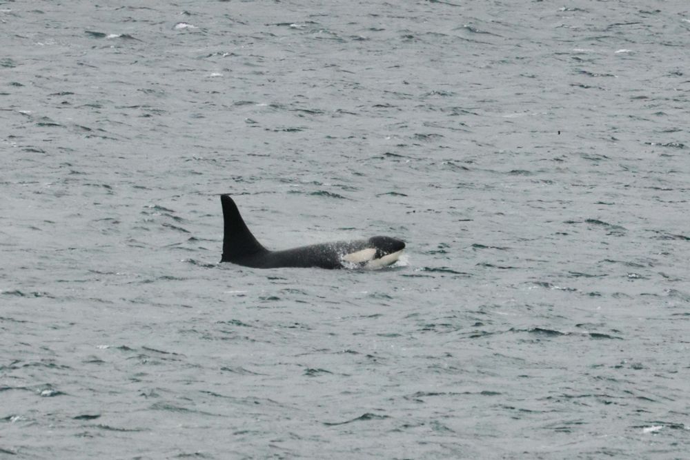 Male Killer Whale in Shetland