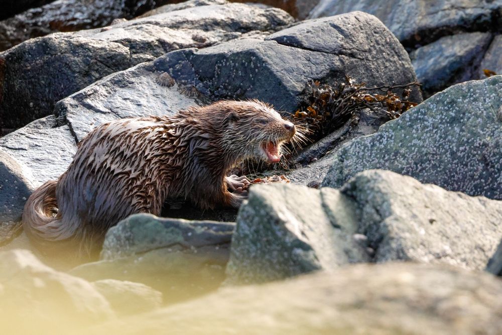 A young otter opening it's mouth mid-meal on the shore in Shetland.