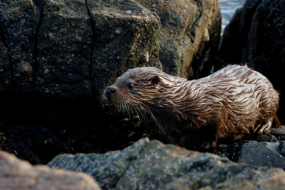 A young otter moving through the rocks, Shetland.