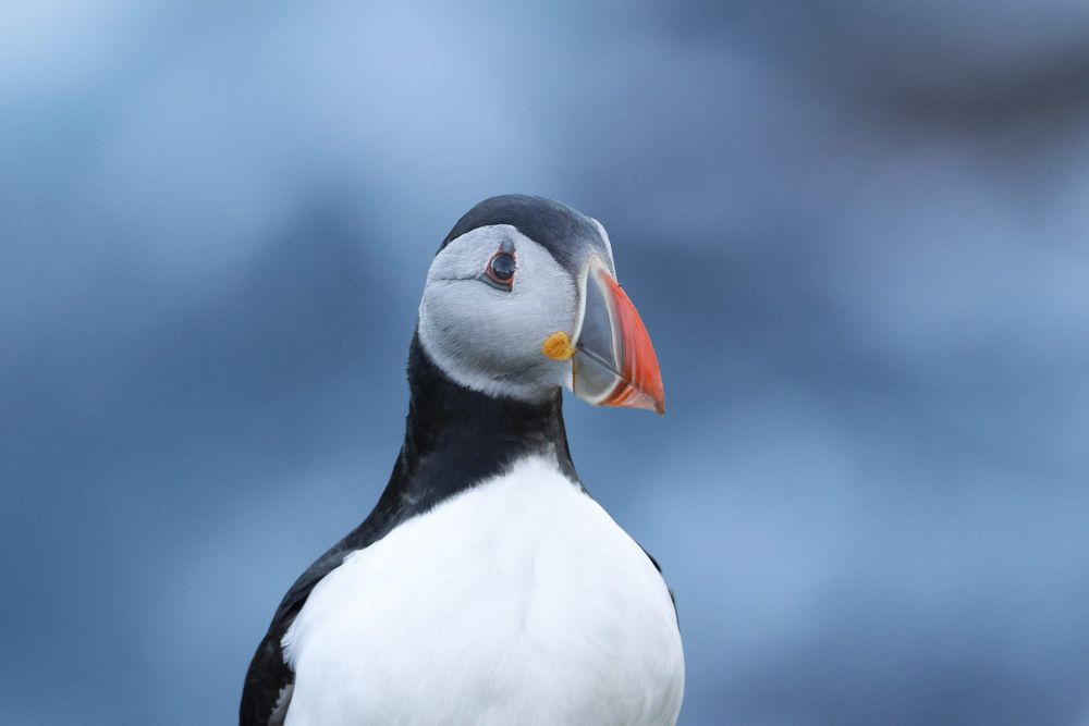 Puffin at Sumburgh head this morning