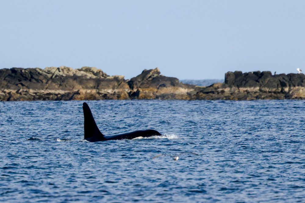 Killer Whale off Shetlands East Coast 