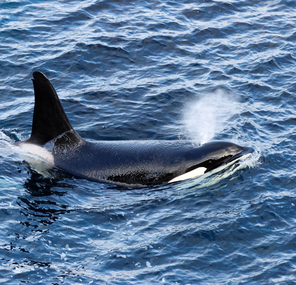 Killer Whale off Shetlands East Coast 