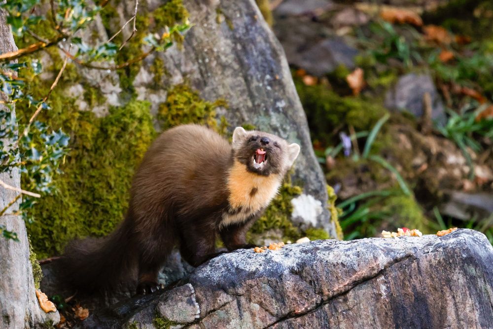 Pine Marten