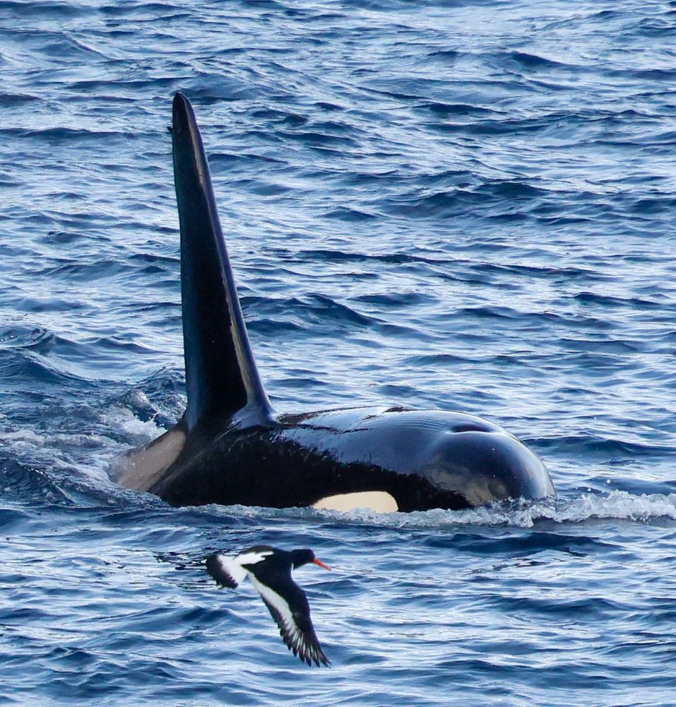Killer Whale off Shetlands East Coast 