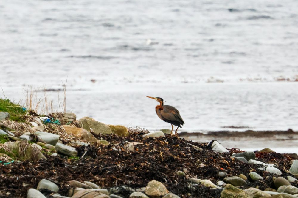 Purple Heron in Boddam, Shetland