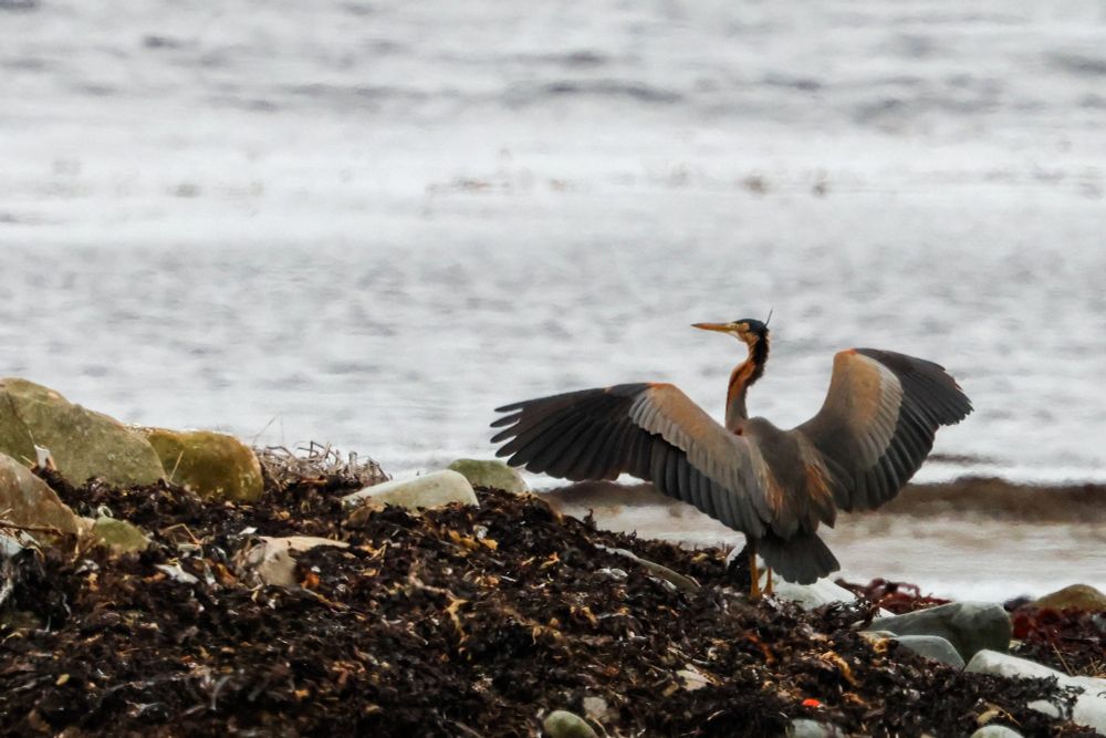 Purple Heron coming in to land at Boddam, Shetland