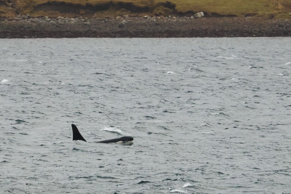 Male Killer Whale in Shetland